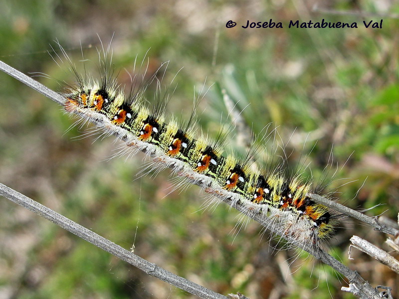 Bruco da id - Psilogaster loti, Lasiocampidae